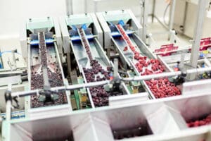 Berries-sort-in-cold-storage-freezer