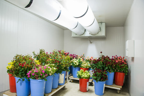 Fresh flowers held in a small refrigerated storage room