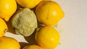 Healthy and green moldy lemon citrus fruits. Rotten fungi food.